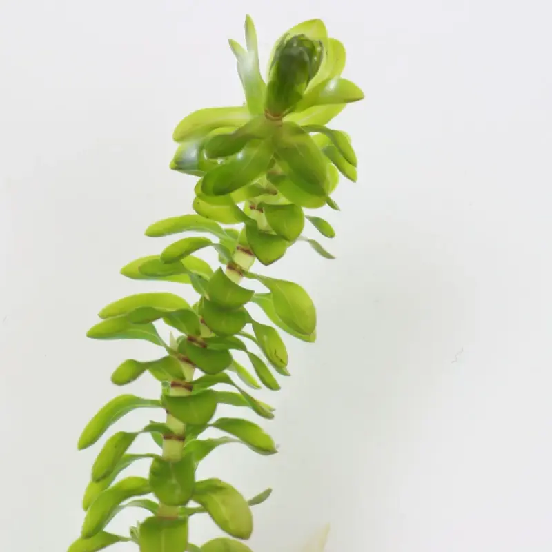 Planta acuática Elodea para acuario