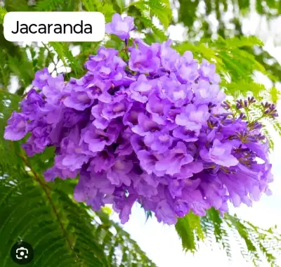 Tierra de hoja 1 kilo para jardinería i semillas - miniatura 2