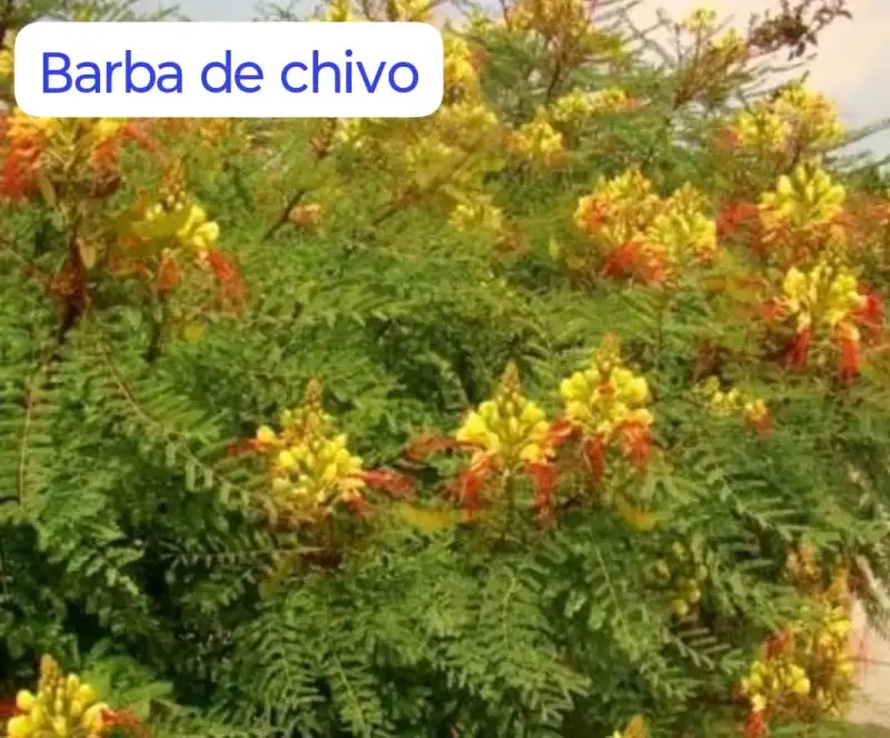 Tierra de hoja 1 kilo para jardinería i semillas - 3
