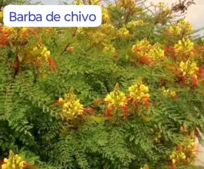 Tierra de hoja 1 kilo para jardinería i semillas - miniatura 3