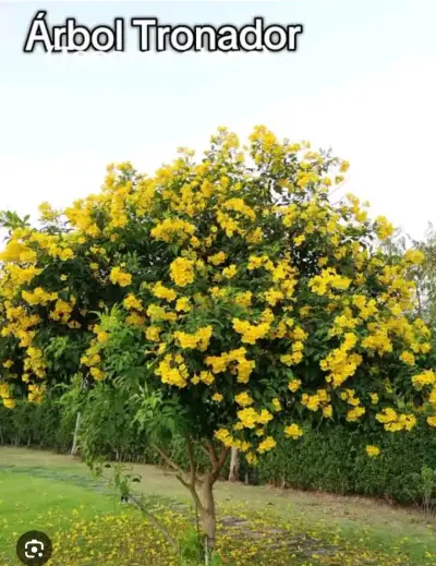 Tierra de hoja 1 kilo para jardinería i semillas - miniatura 5