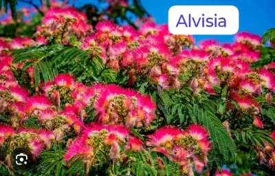 Tierra de hoja 1 kilo para jardinería i semillas - miniatura 6