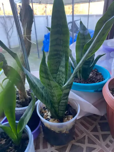 Planta Sansevieria en maceta plástica - miniatura 1