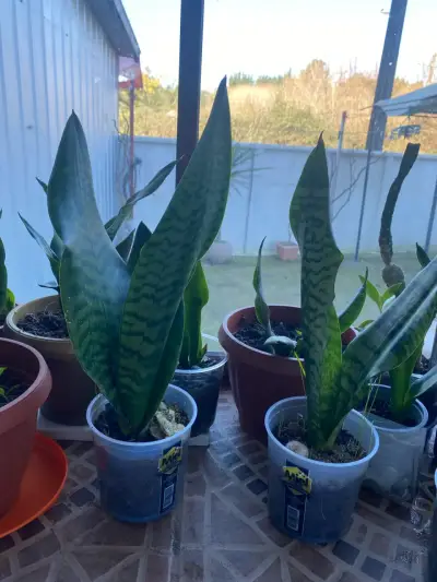 Planta Sansevieria en maceta plástica - miniatura 2
