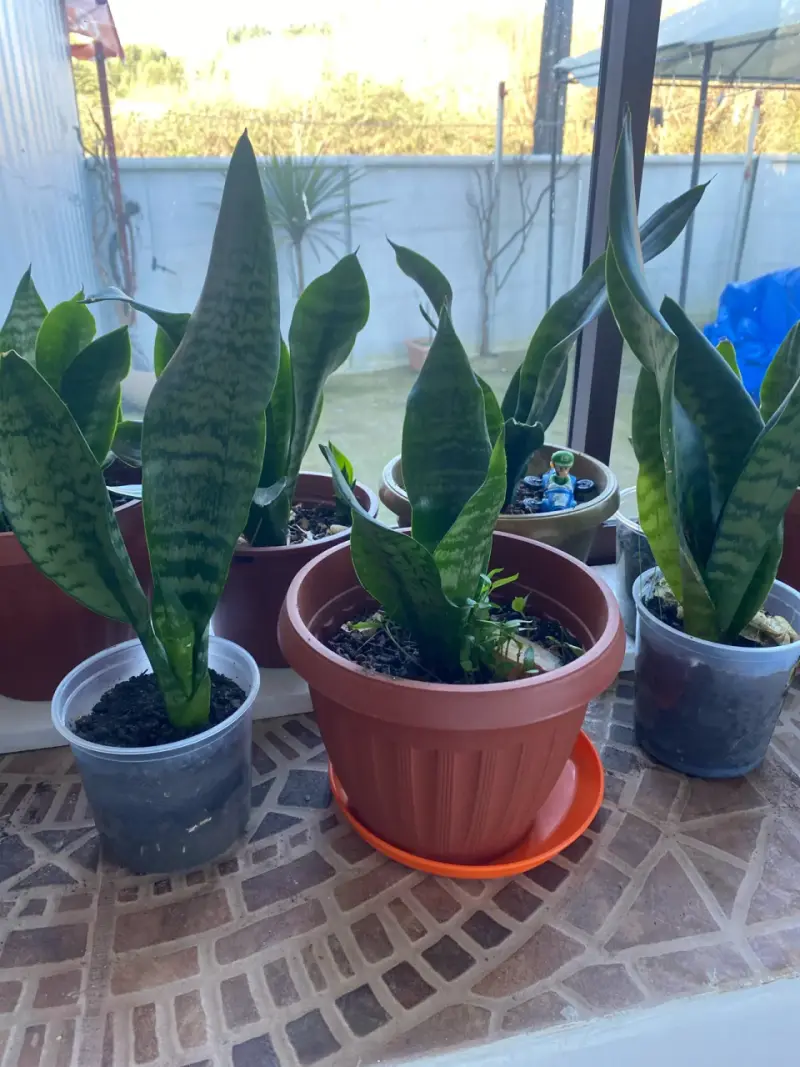 Planta Sansevieria en maceta plástica - 3