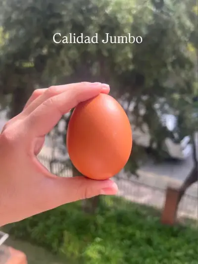 Huevos frescos y de campo - yema naranja 🍊 - miniatura 1