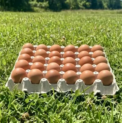 Huevos frescos y de campo - yema naranja 🍊 - miniatura 4