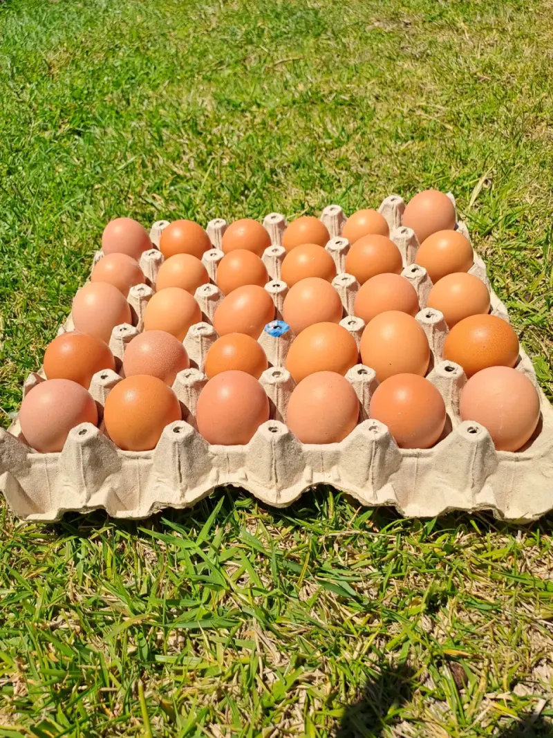 Huevos frescos del dia - 4
