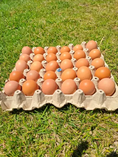 Huevos frescos del dia - miniatura 4