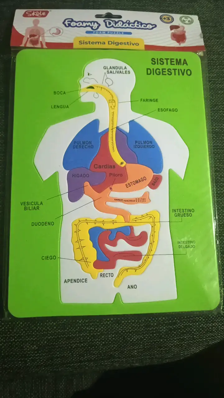 Rompecabezas Didáctico de Sistema Digestivo - 1