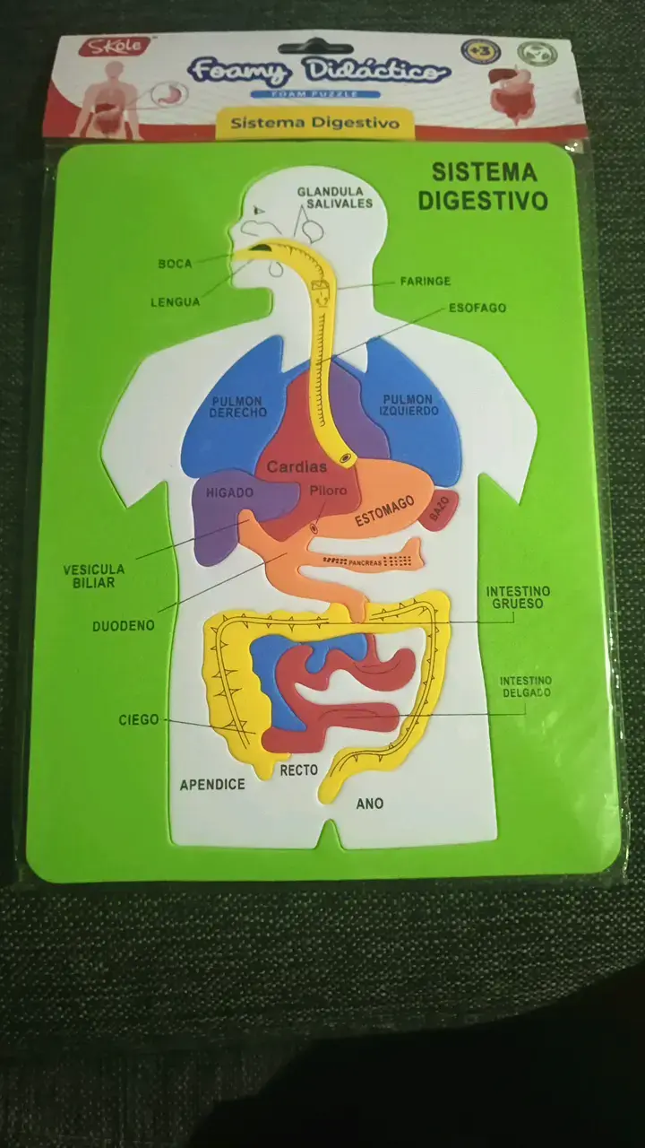 Rompecabezas Didáctico de Sistema Digestivo - 2