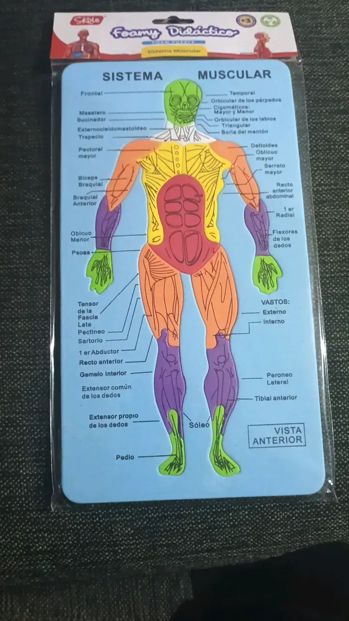 Lámina Didáctica Sistema Muscular Foamy - 1