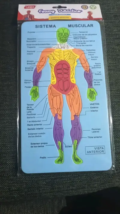 Lámina Didáctica Sistema Muscular Foamy - miniatura 1