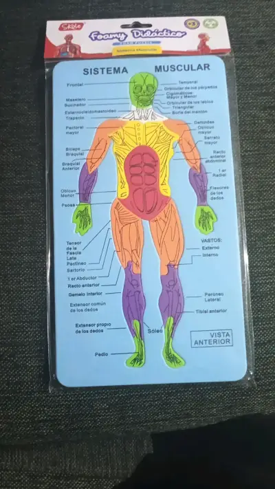 Lámina Didáctica Sistema Muscular Foamy - miniatura 2