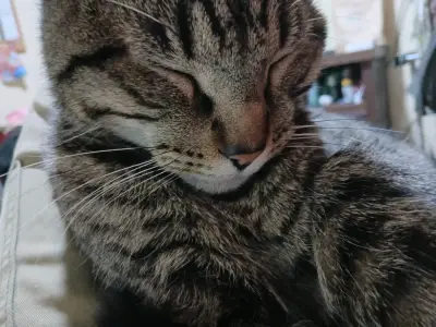 Gato trolo - miniatura 1