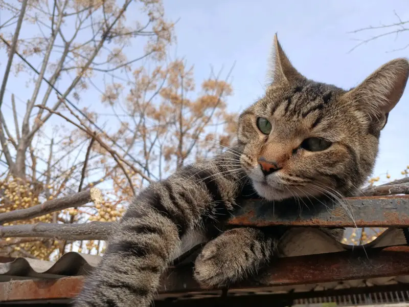 Gato trolo - 2