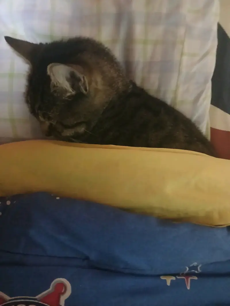 Gato trolo - 3