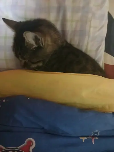 Gato trolo - miniatura 3