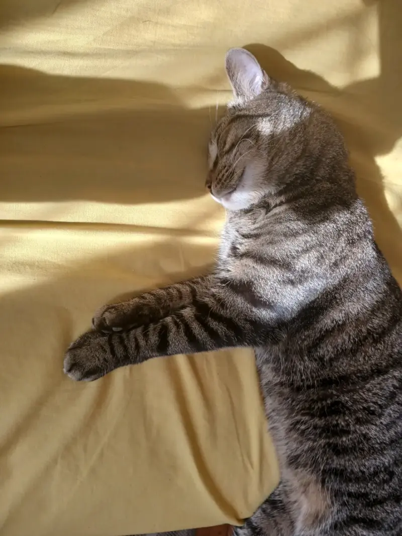 Gato trolo - 4