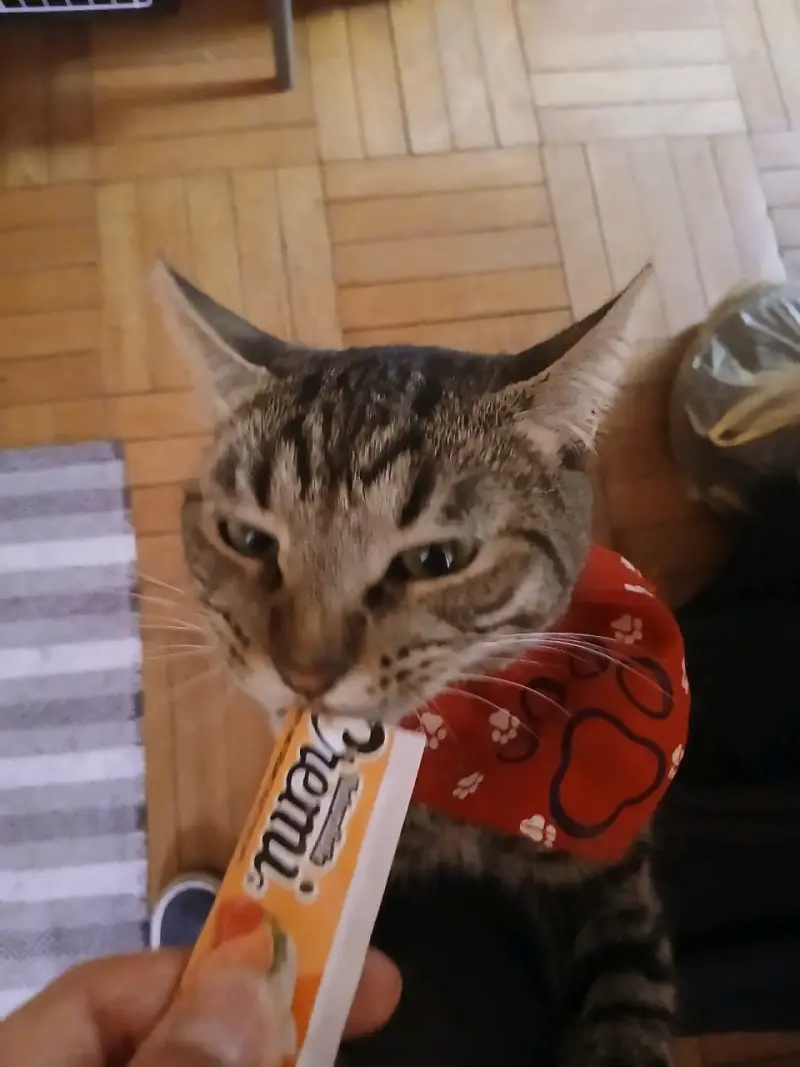 Gato trolo - 5