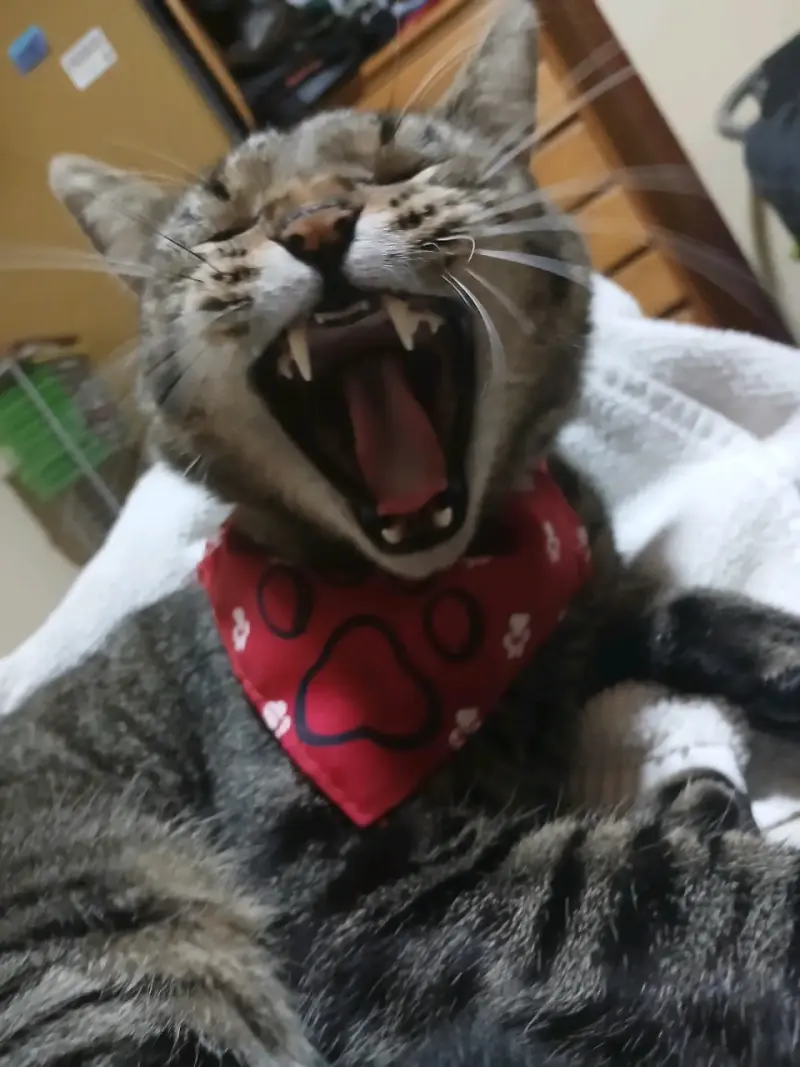 Gato trolo - 6