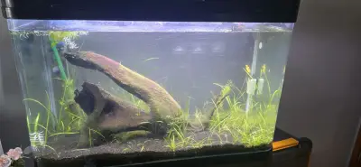 Acuario completo con filtro y luces LED - miniatura 1