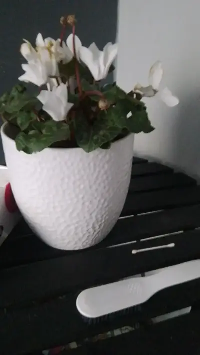 Planta Cyclamen en Maceta Blanca Decorativa - miniatura 1
