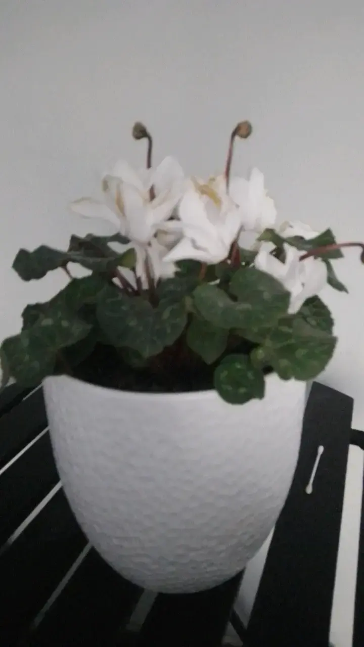 Planta Cyclamen en Maceta Blanca Decorativa - 2