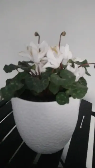 Planta Cyclamen en Maceta Blanca Decorativa - miniatura 2