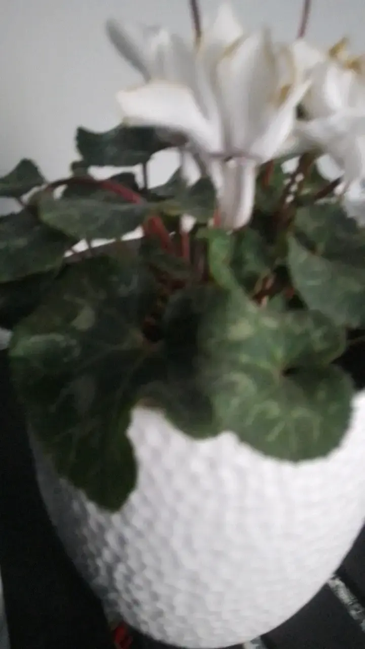 Planta Cyclamen en Maceta Blanca Decorativa - 3