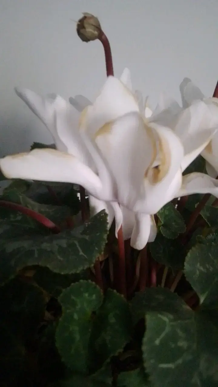 Planta Cyclamen en Maceta Blanca Decorativa - 4