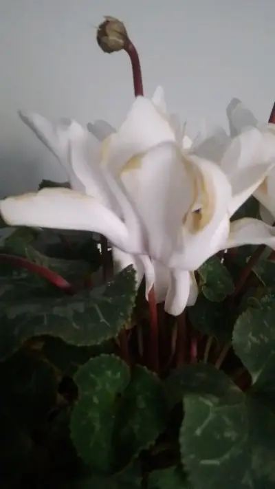 Planta Cyclamen en Maceta Blanca Decorativa - miniatura 4