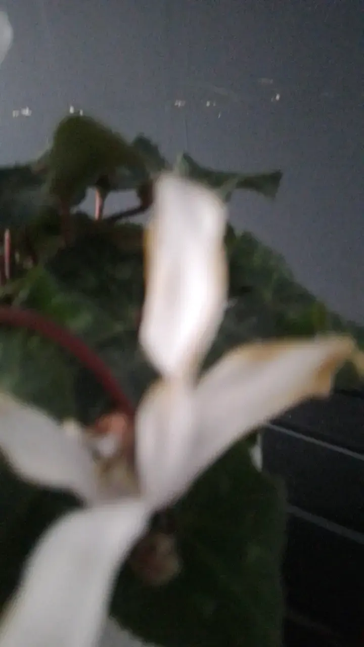 Planta Cyclamen en Maceta Blanca Decorativa - 6