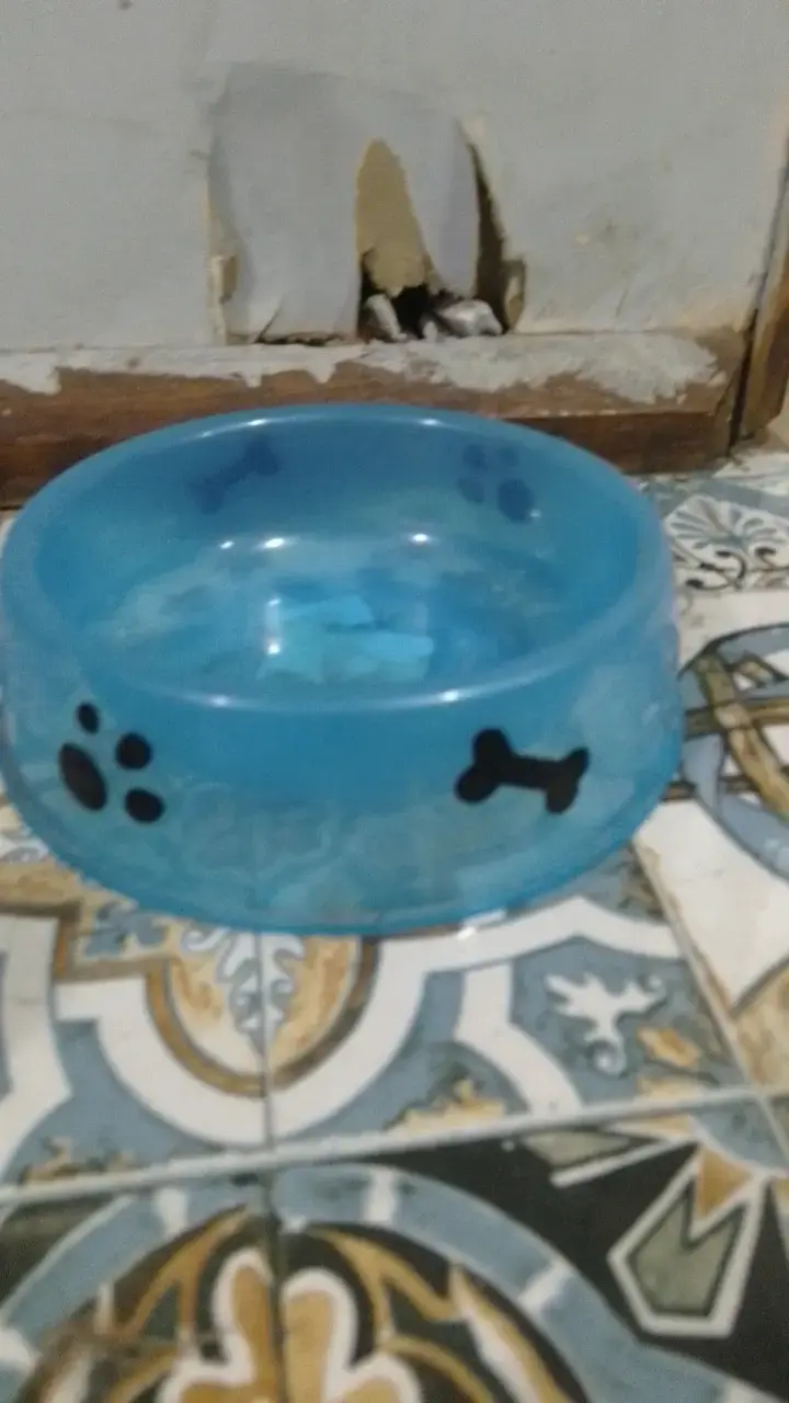 Cuenco de perro de agua para bulldog francés - 2