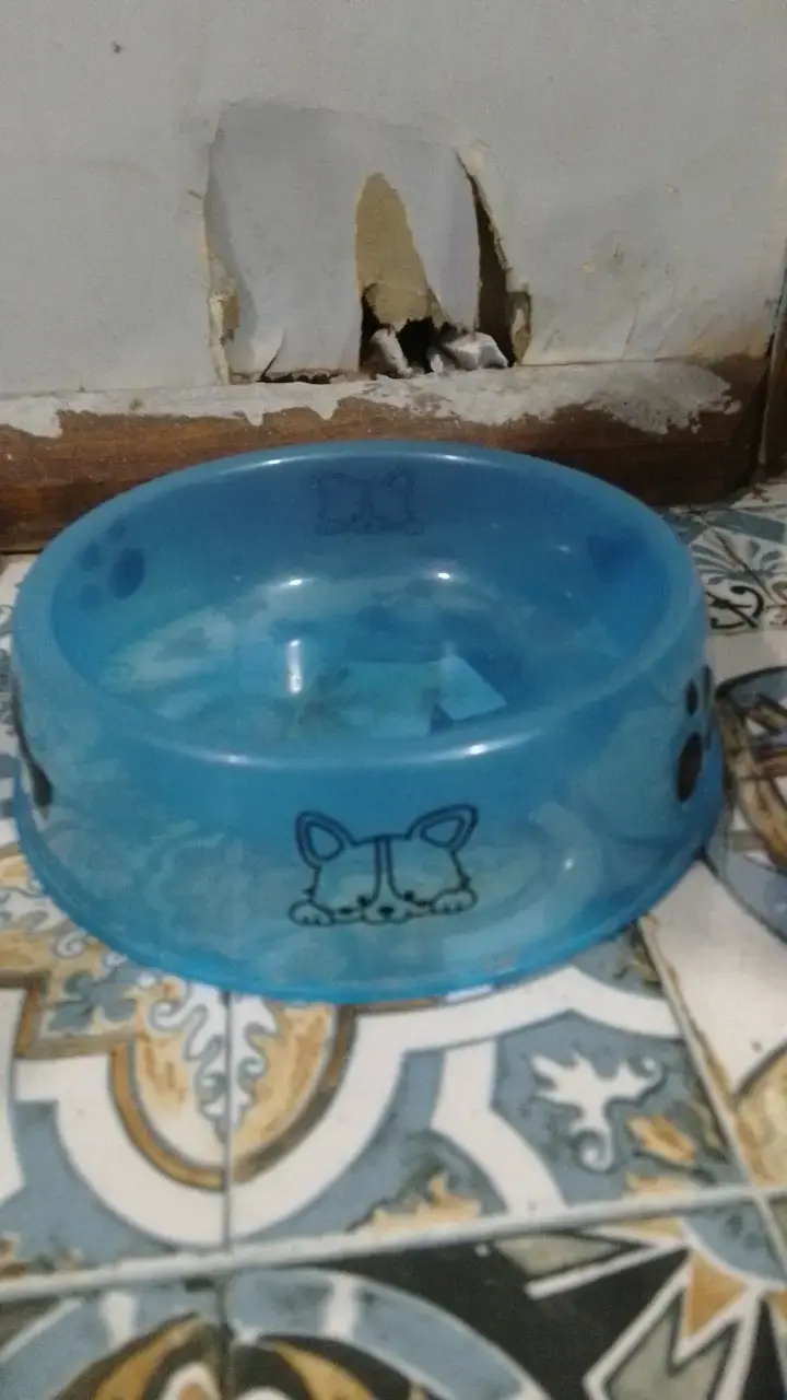 Cuenco de perro de agua para bulldog francés - 3