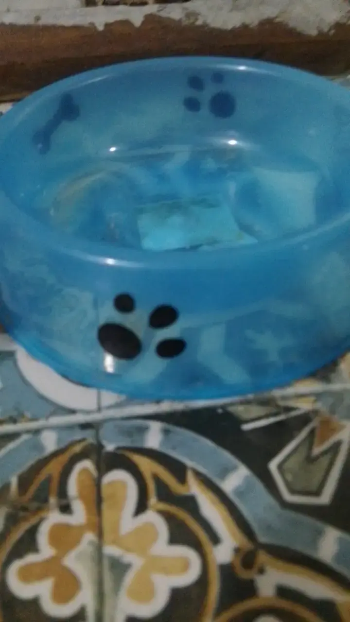 Cuenco de perro de agua para bulldog francés - 4