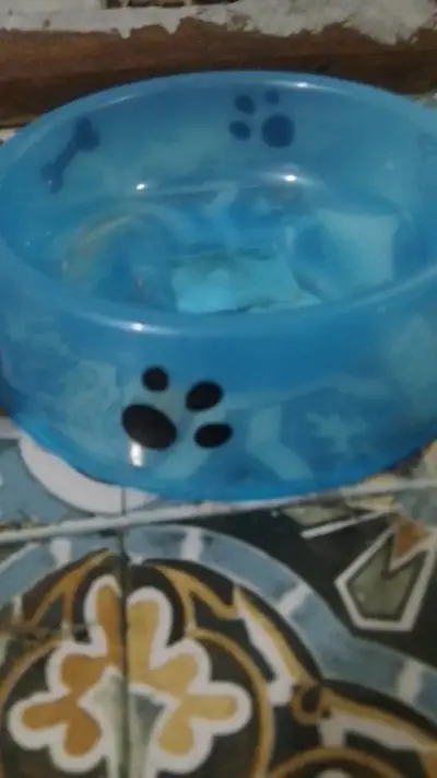 Cuenco de perro de agua para bulldog francés - miniatura 4