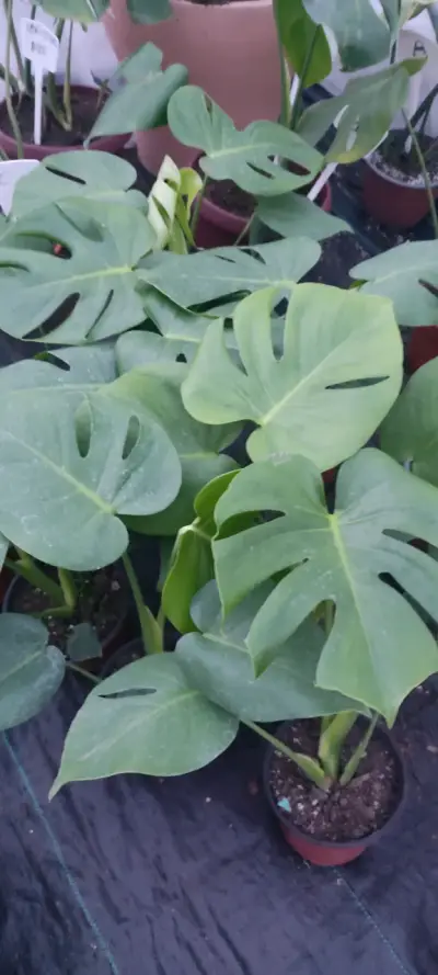 Planta Monstera Deliciosa M en Maceta - miniatura 1