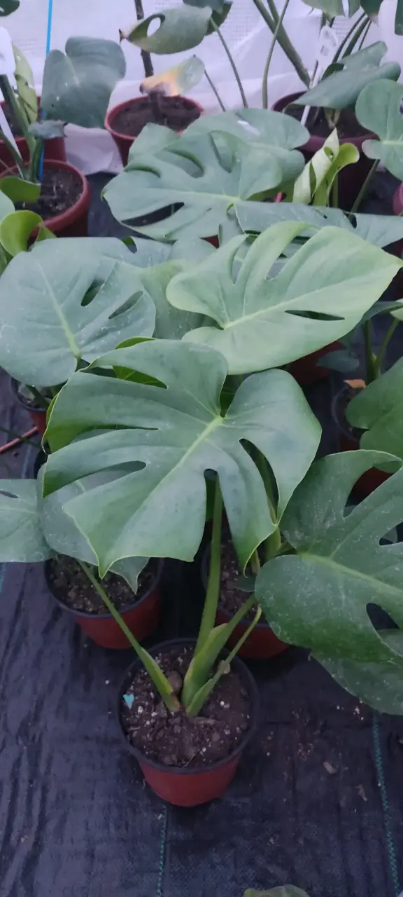 Planta Monstera Deliciosa M en Maceta - 2