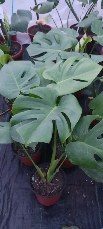 Planta Monstera Deliciosa M en Maceta - miniatura 2