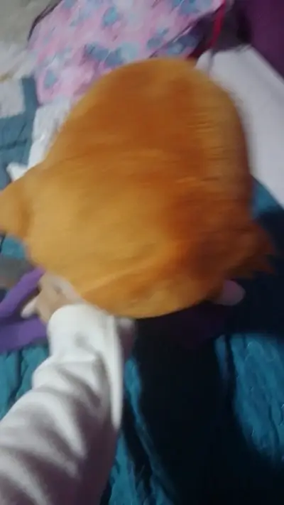 Muñeca de peluche Anna Frozen - miniatura 4
