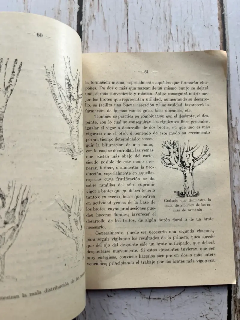 Manual práctico y completo de poda de los arboles - 4