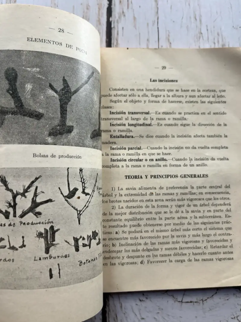 Manual práctico y completo de poda de los arboles - 6
