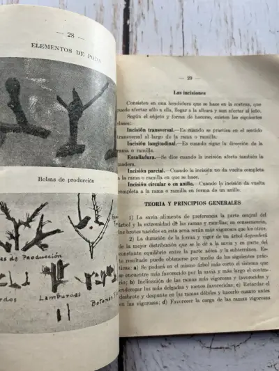 Manual práctico y completo de poda de los arboles - miniatura 6