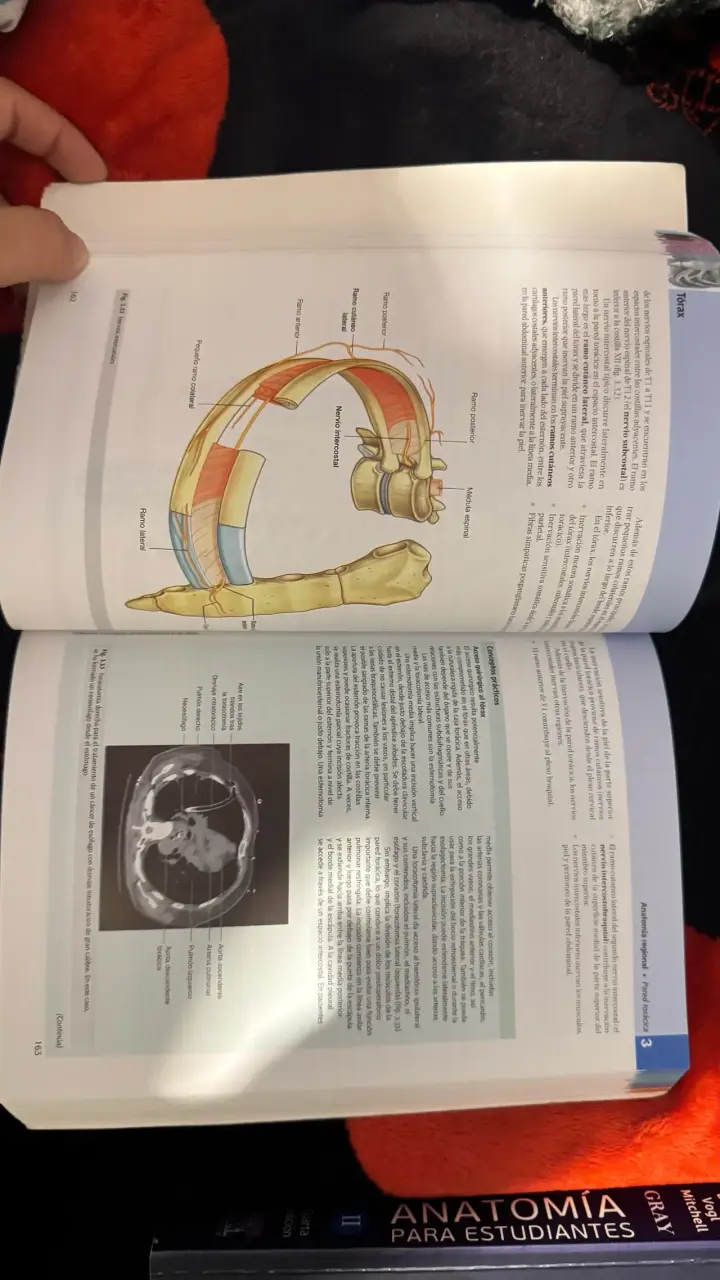 Libro Gray Anatomía para Estudiantes 4 Edición - 5