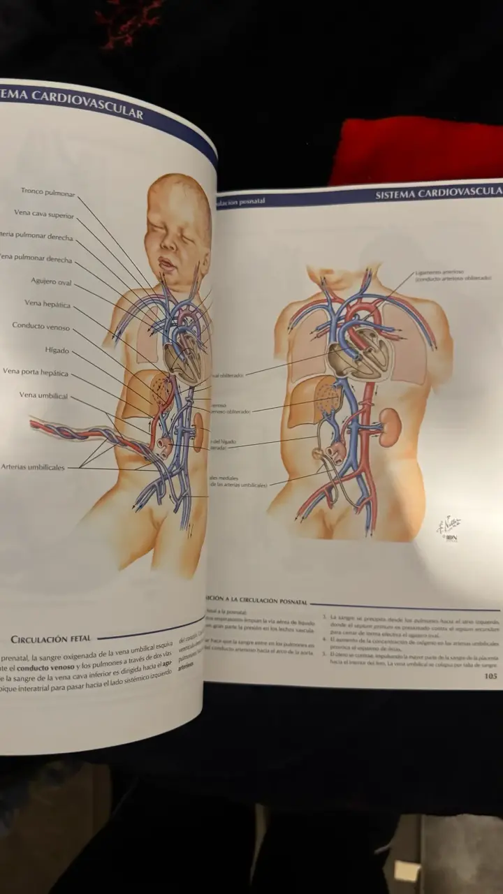 Atlas de Embriología Humana Netter - 2