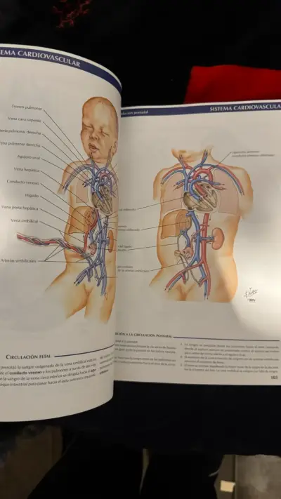 Atlas de Embriología Humana Netter - miniatura 2