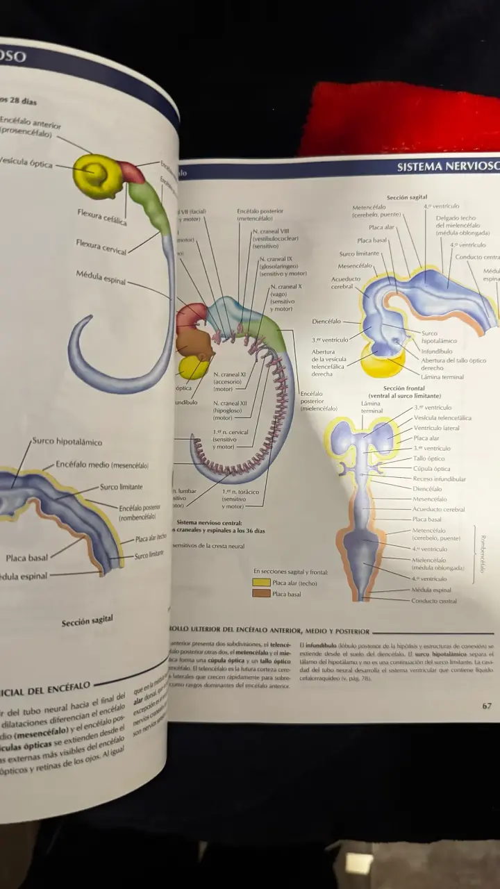 Atlas de Embriología Humana Netter - 3