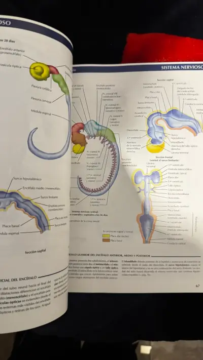 Atlas de Embriología Humana Netter - miniatura 3