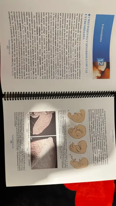 Libro Langman Embriología Médica 14ª Edición - miniatura 2
